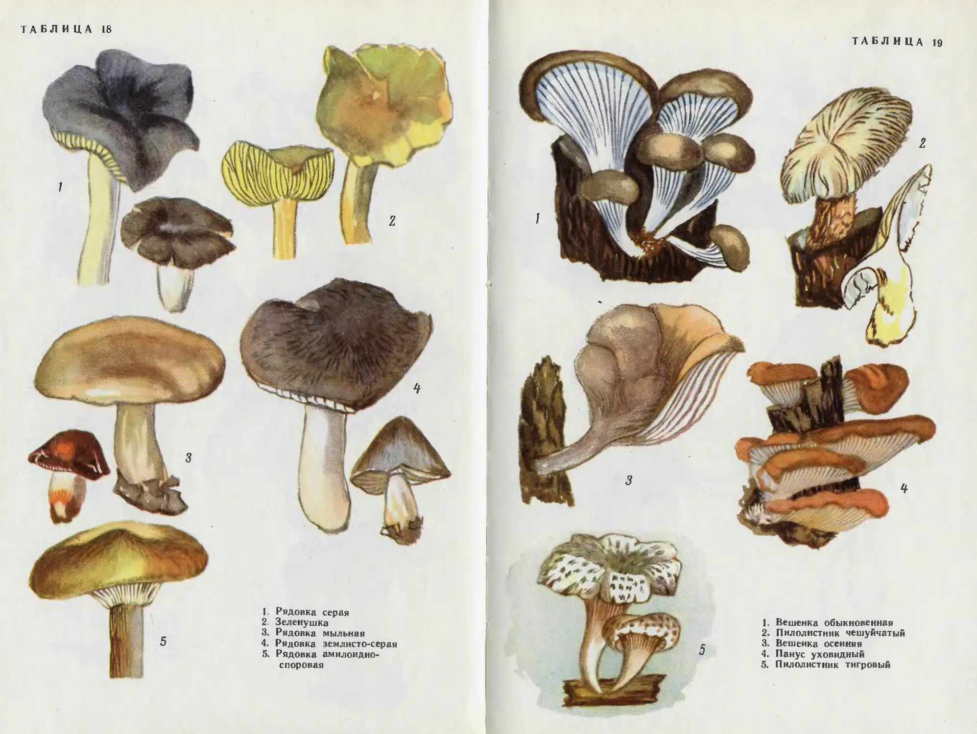 грибы ростовской области фото с названиями