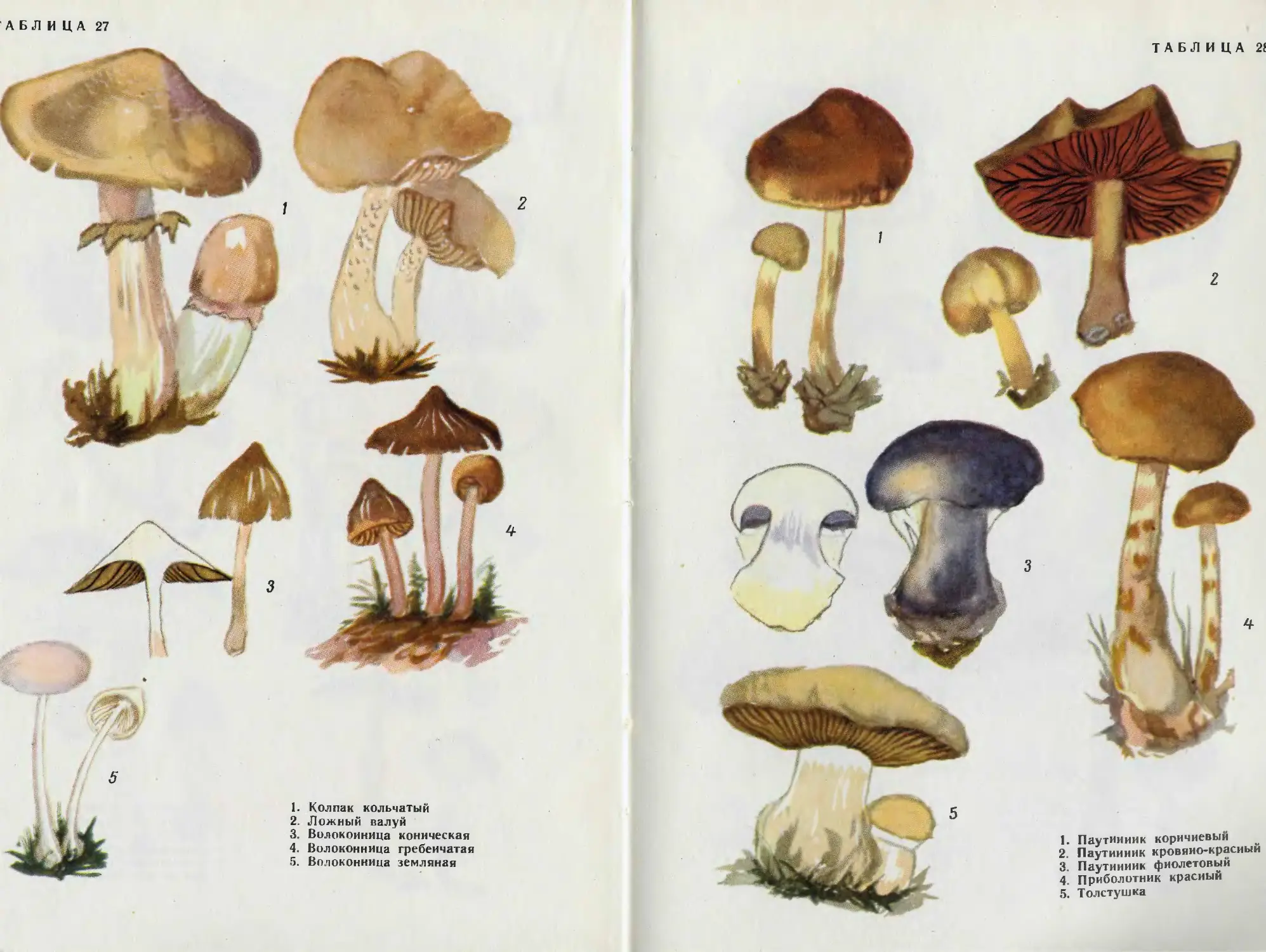 Тексты группы грибы. Группы грибов. Словарь по грибам с определением.