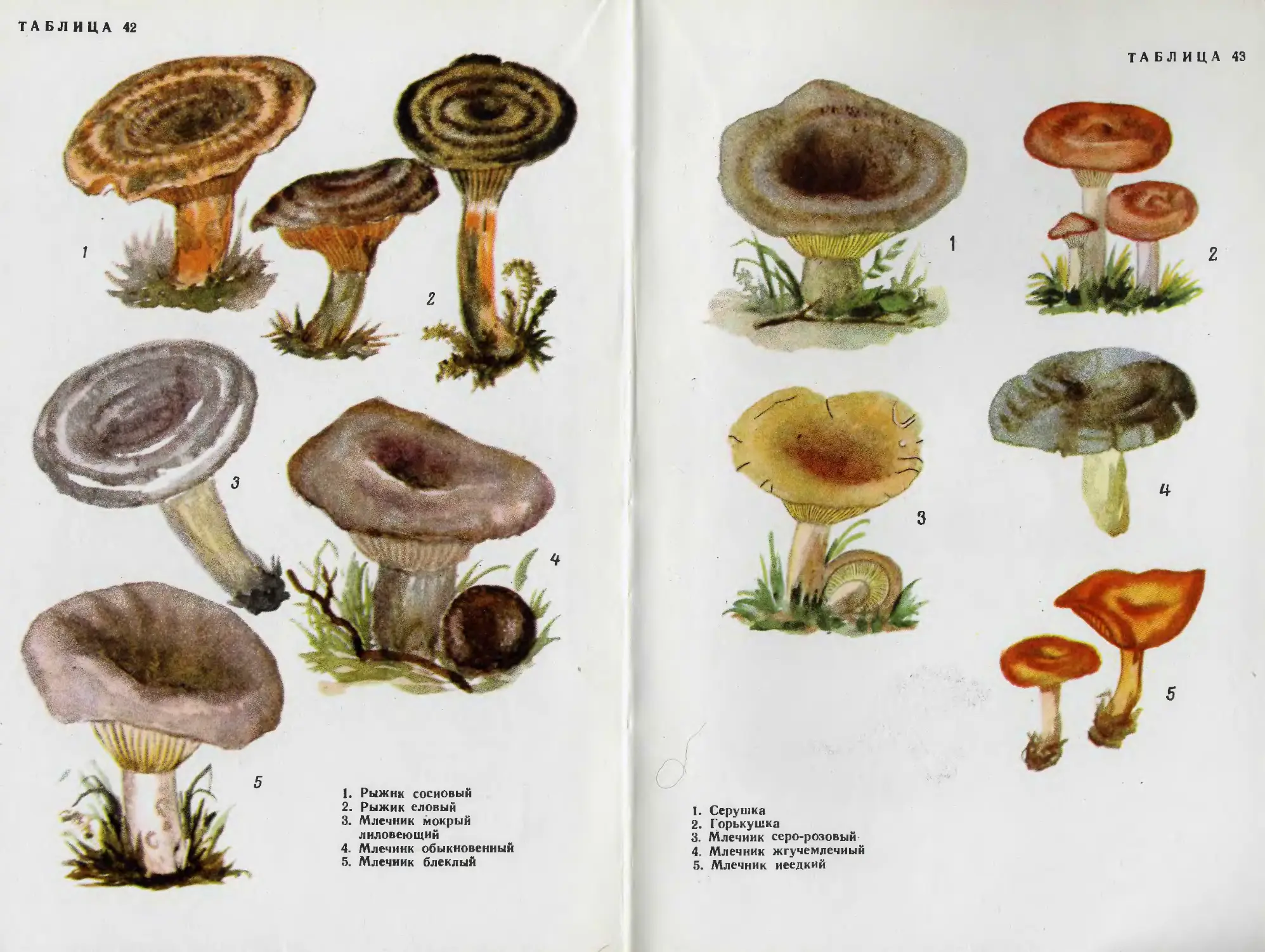 Ядовитые грибы Урала