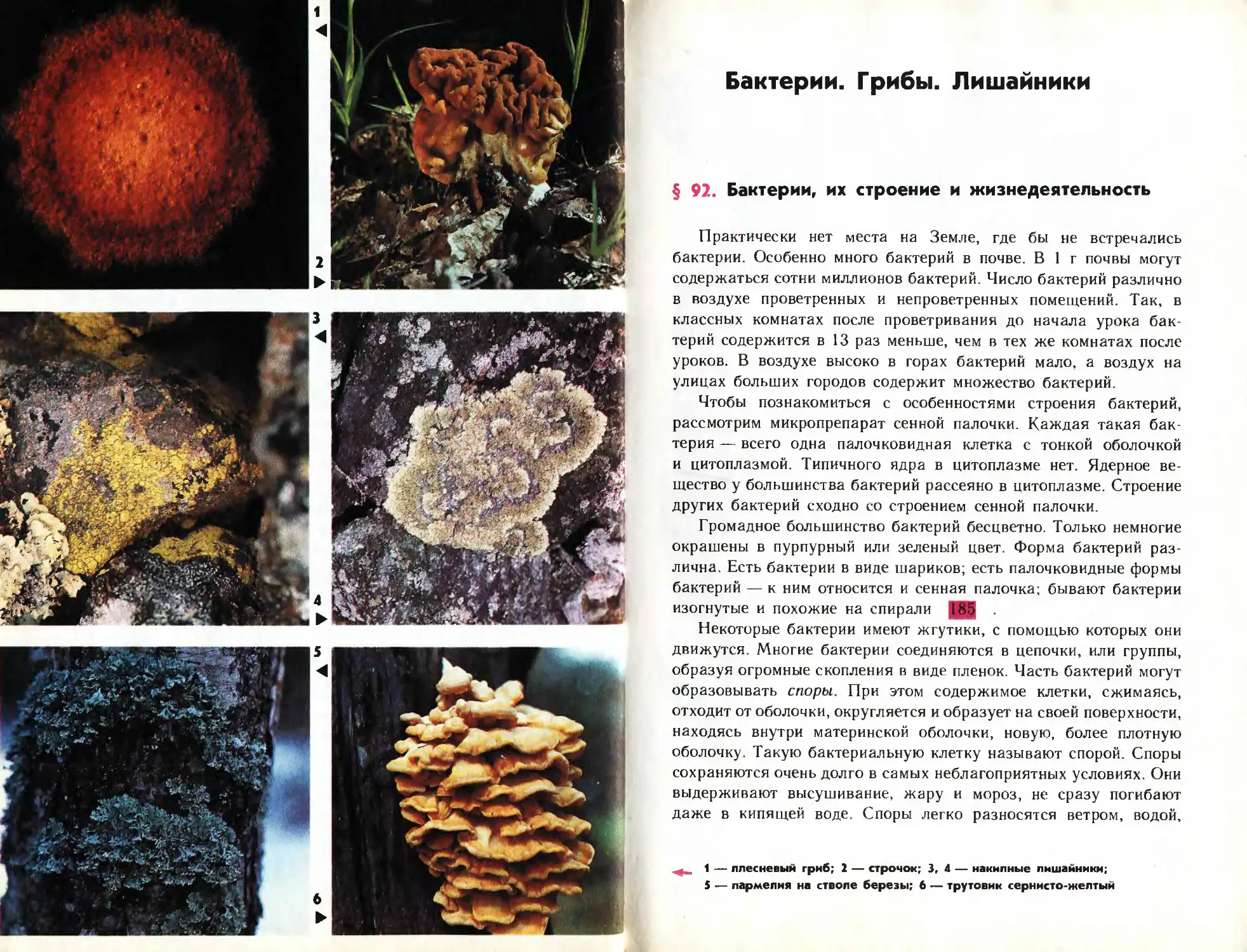 Большинства бактерий и грибов. Бактерии грибы лишайники. Грибы и бактерии. Бактерии грибы лишайники таблица. Бактерии грибы лишайники сравнительная таблица.
