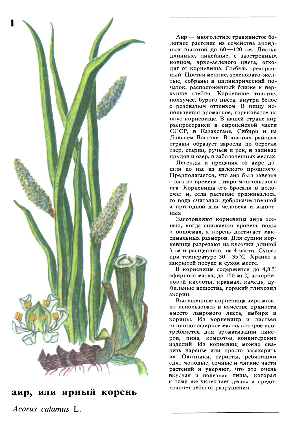 На рисунках изображены
Acorus calamus L.