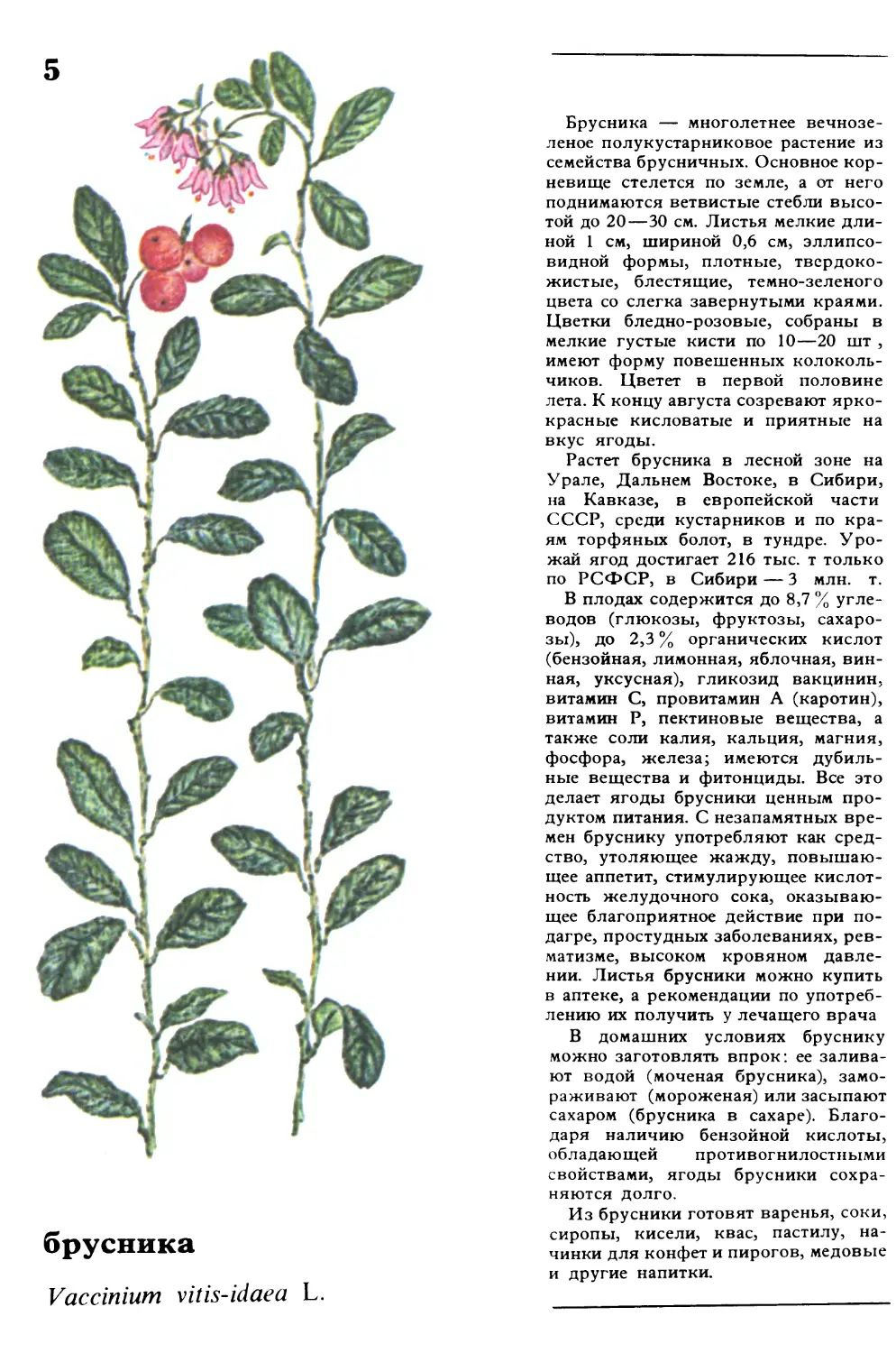 Брусника
брусника
Vaccinium vitisidaea L.