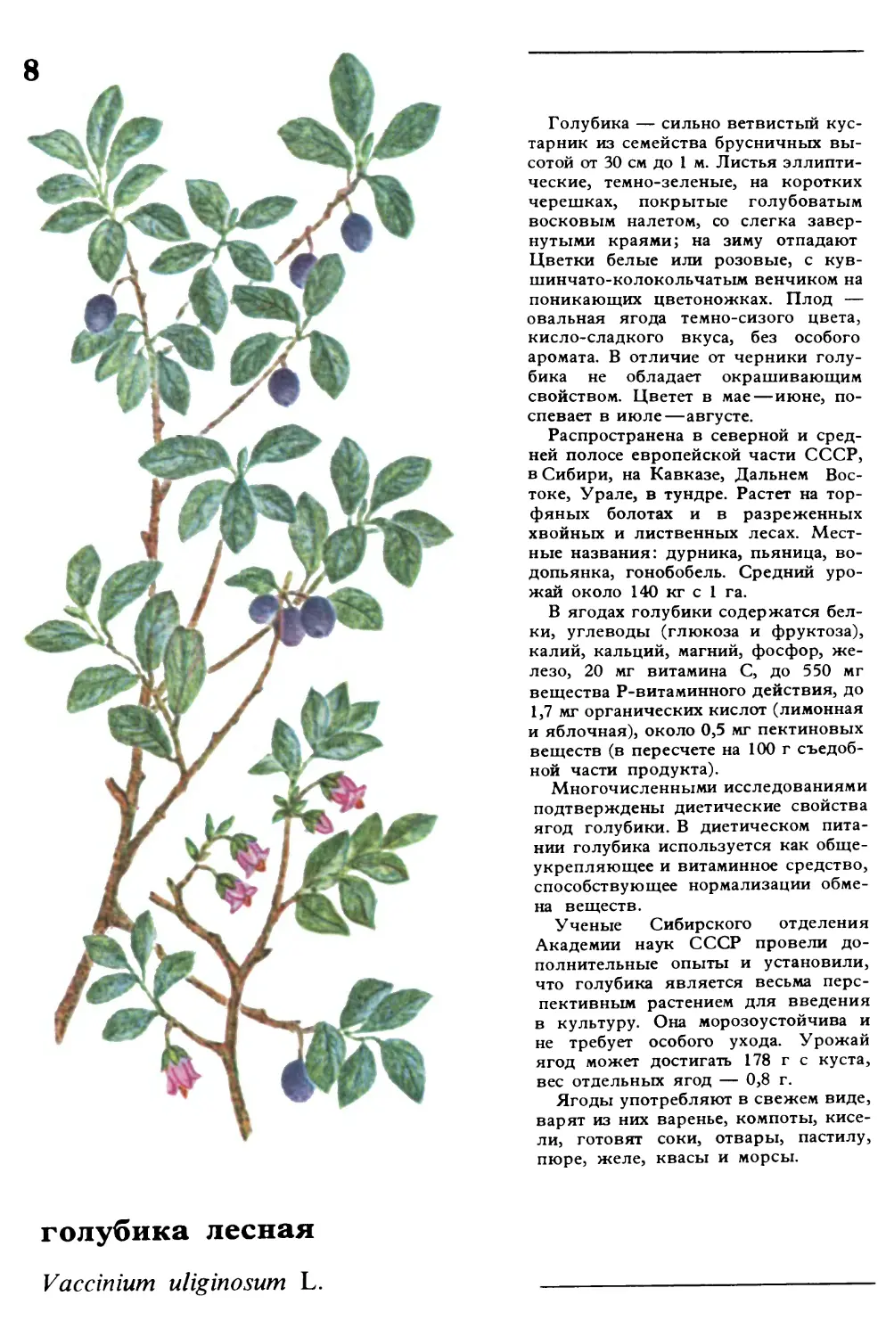 Голубика
голубика лесная
Vaccinium uliginosum L.