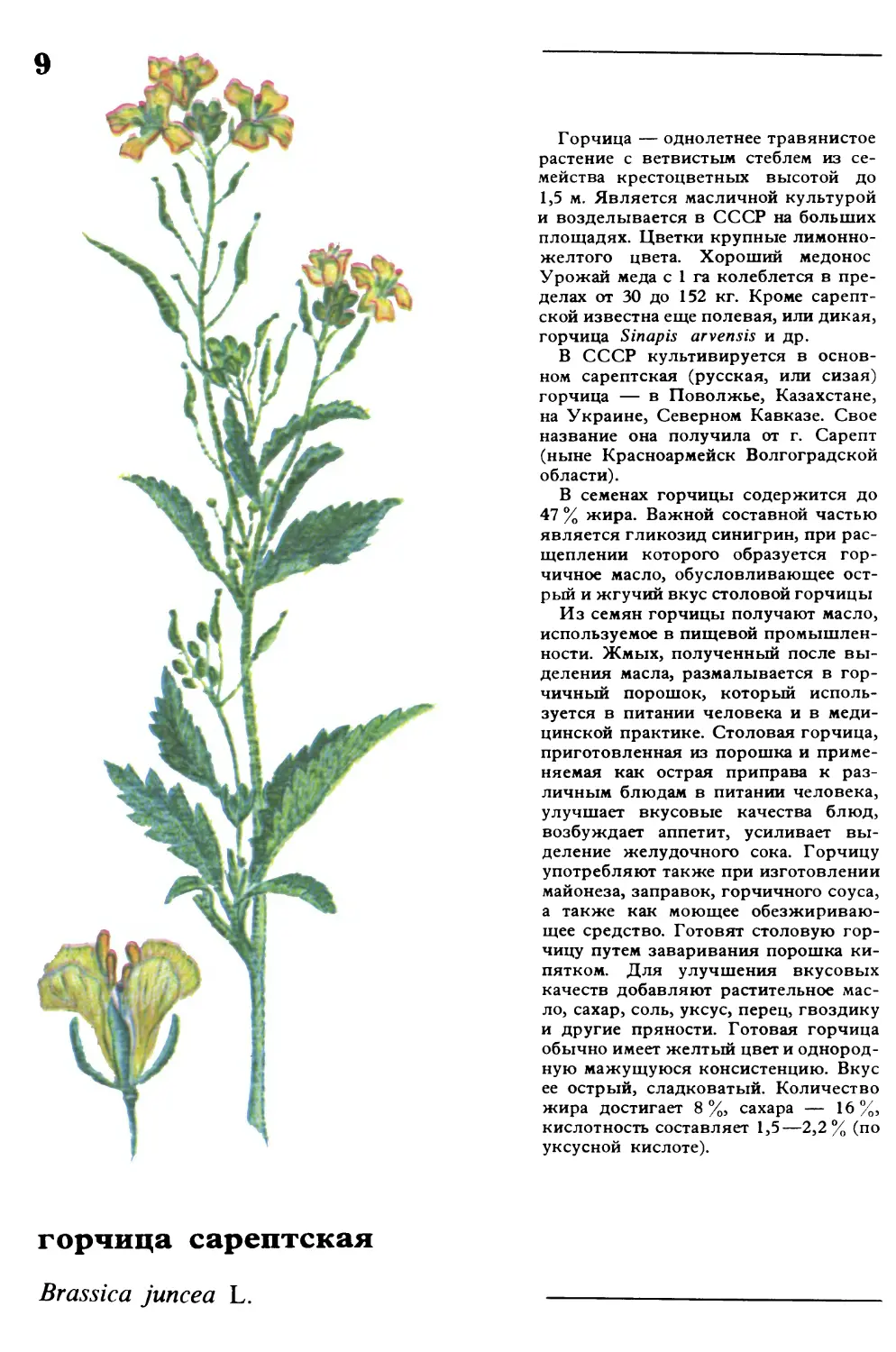 Горчица
горчица сарептская
Brassica juncea L.