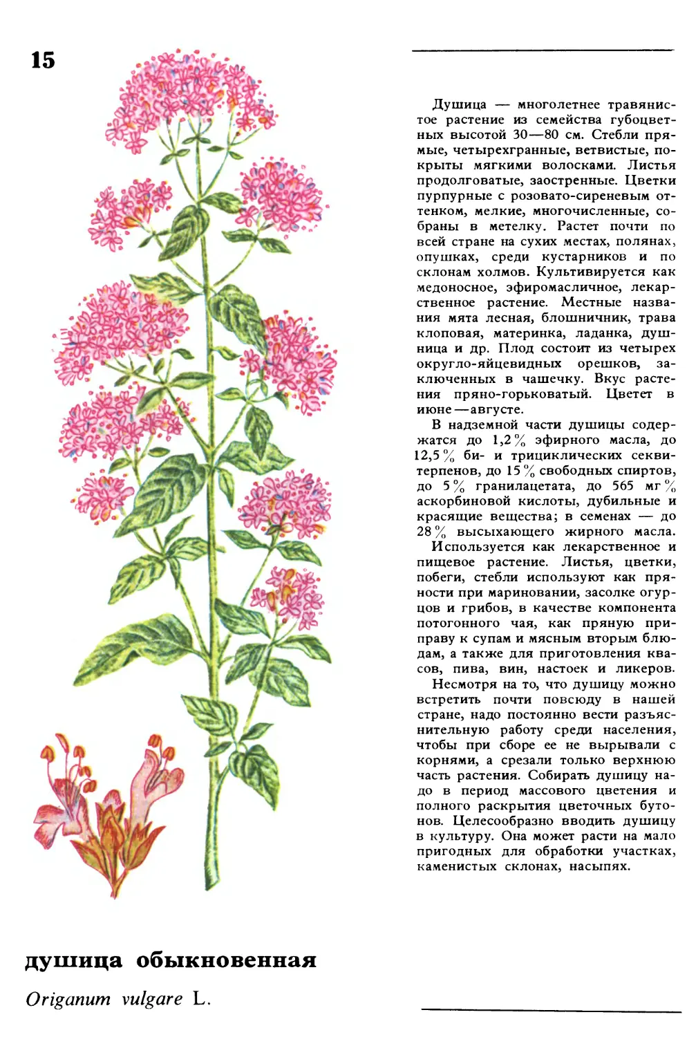 Душица
душица обыкновенная
Origanum vulgare L.
