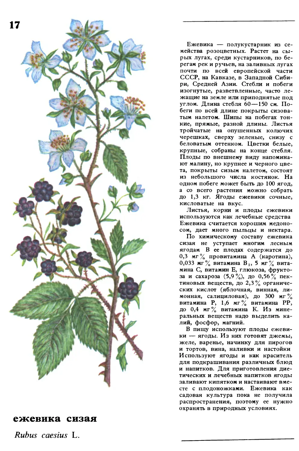 Ежевика
ежевика сизая
Rubus caesius L.