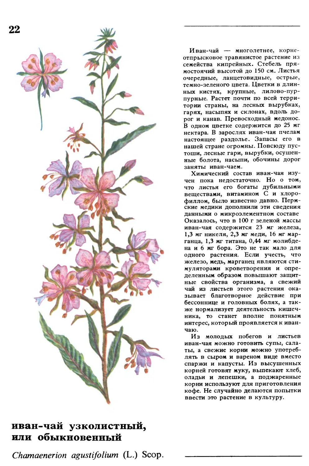 Кипрей род вид отдел. Цветок кипрей узколистный.
