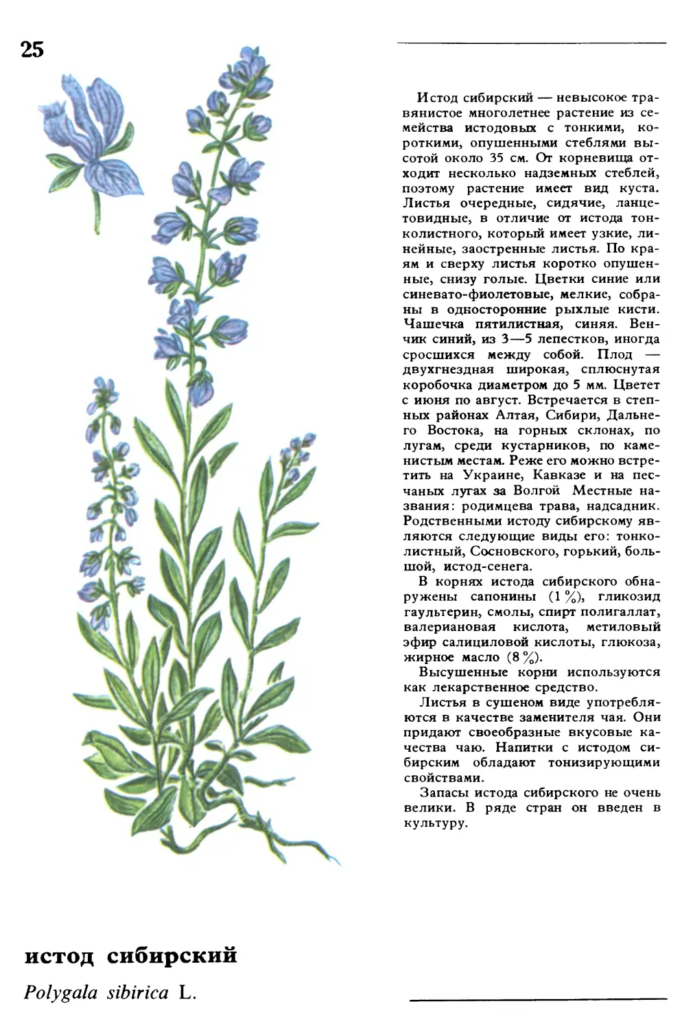 Истод сибирский
истод сибирский
Напиток из звездчатки
Polygala sibirica L.