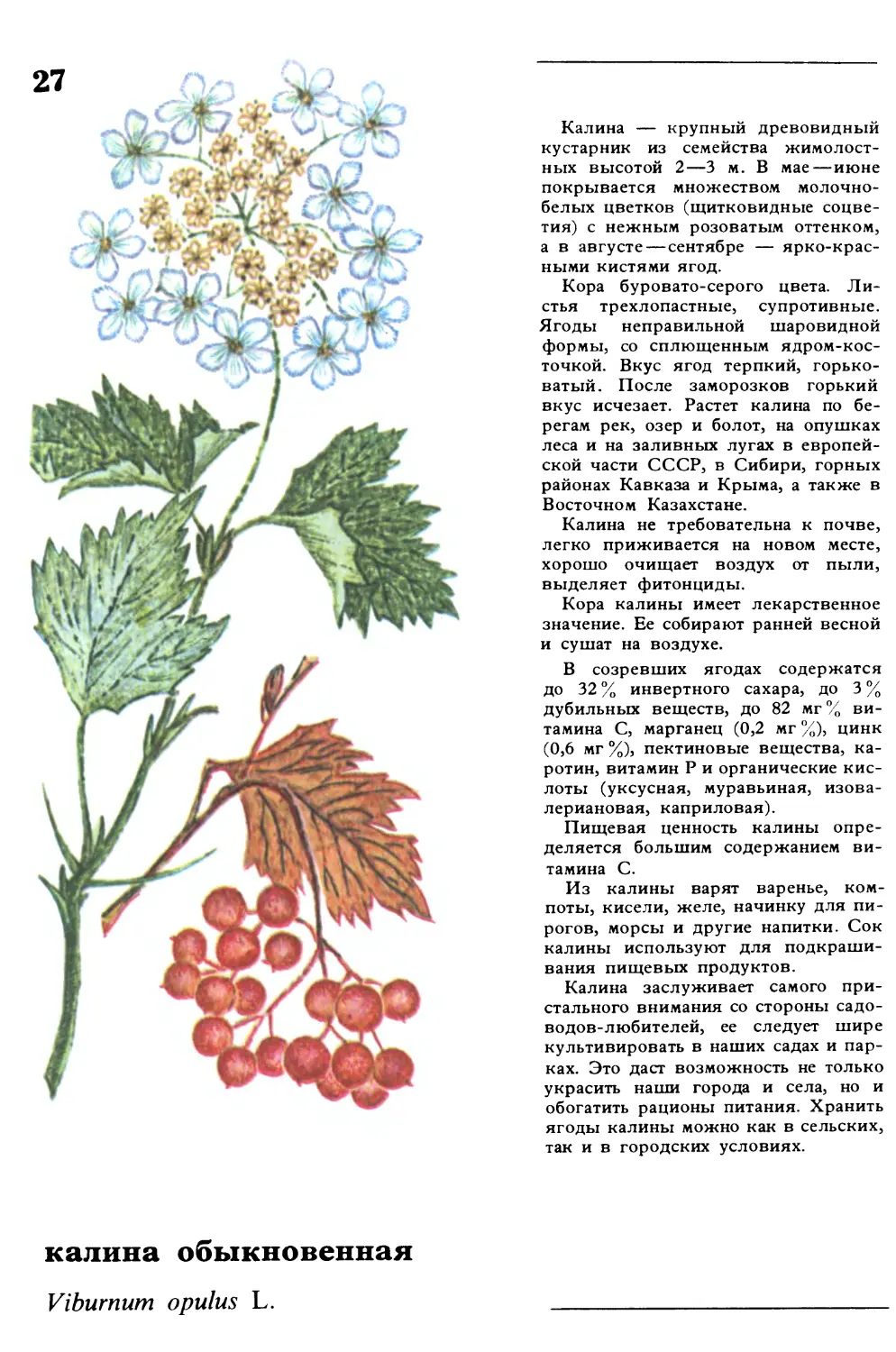 Калина
калина обыкновенная
Viburnum opulus L.