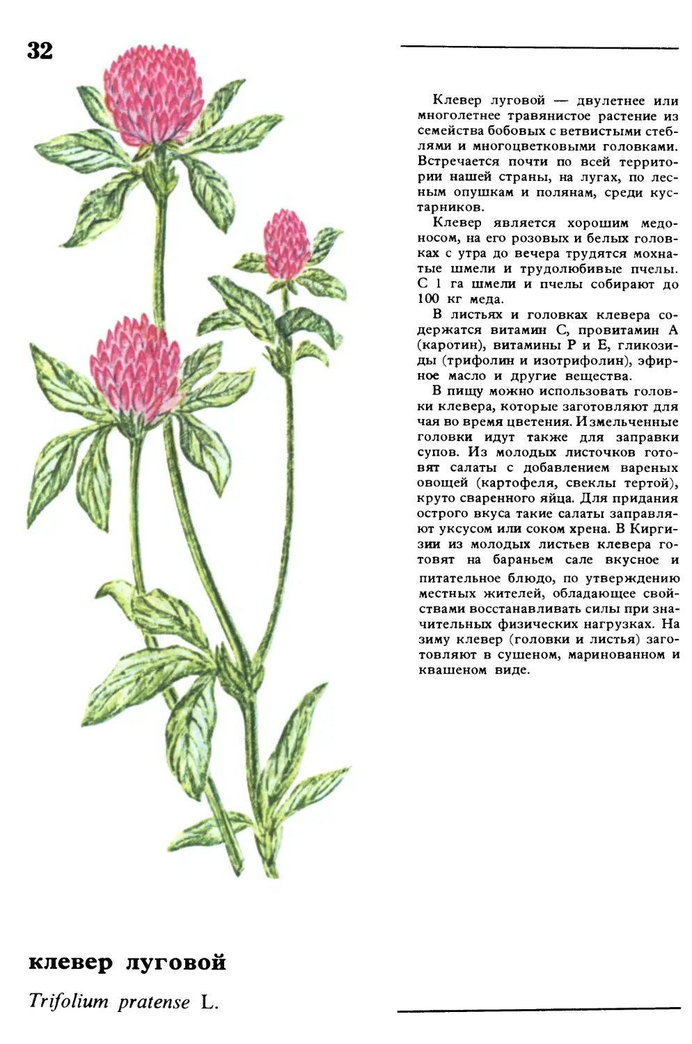 Клевер луговой
клевер луговой
Trifolium pratense L.