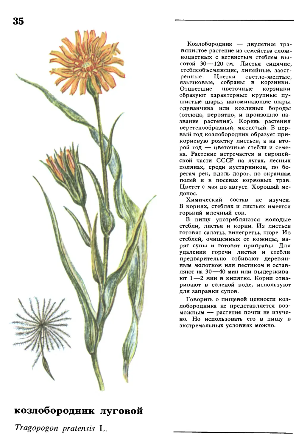 Козлобородник
козлобородник луговой
Tragopogon pratensis L.