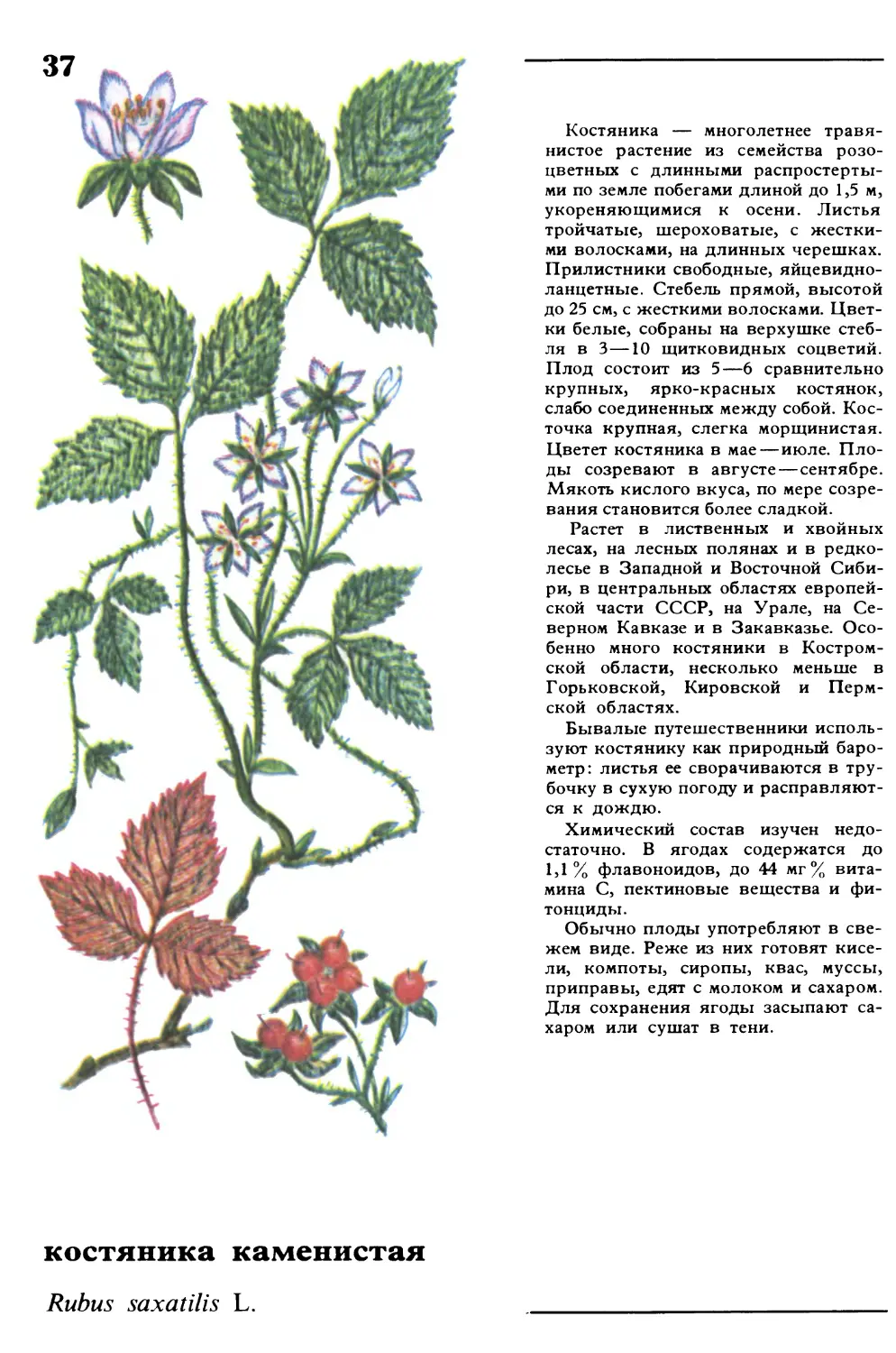 Костяника
костяника каменистая
Rubus saxatilis L.