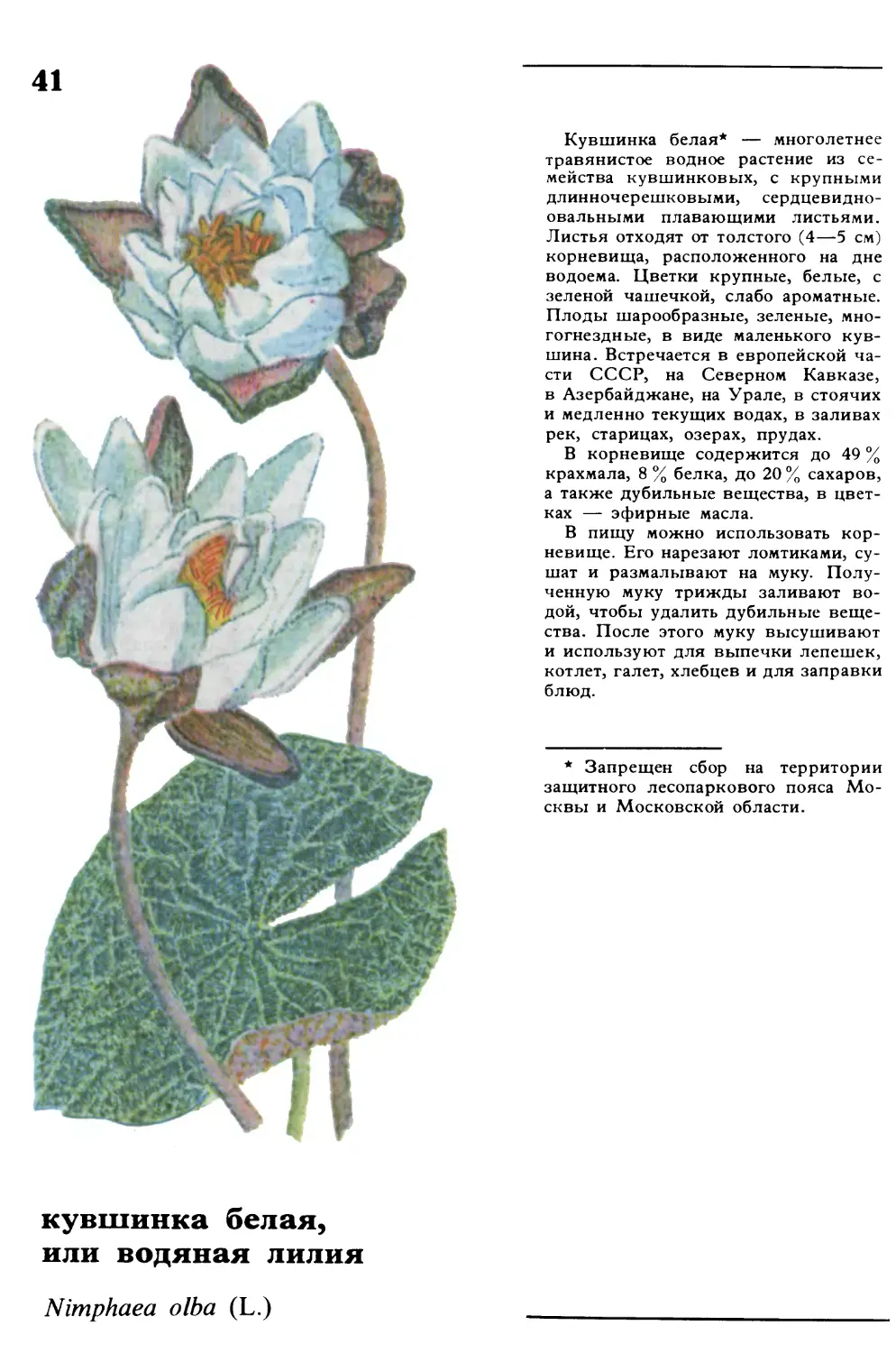 Кувшинка белая
кувшинка белая, или водяная лилия
Nimphaea olba L.