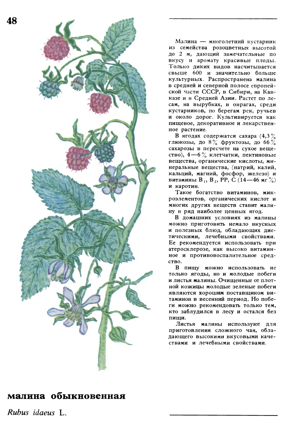 Малина
малина обыкновенная
Rubus idaeus L.