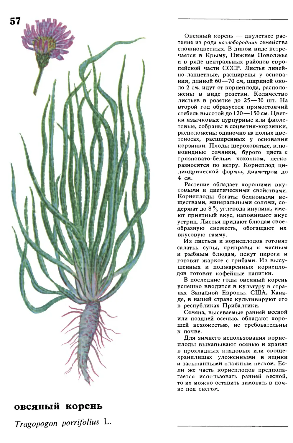 Овсяный корень
овсяный корень
Tragopogon porrifolius L.
