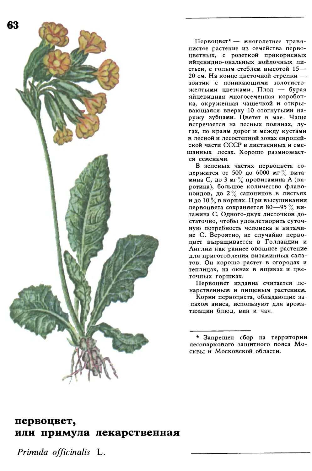Первоцвет
первоцвет, или примула лекарственная
Primula officinalis L.