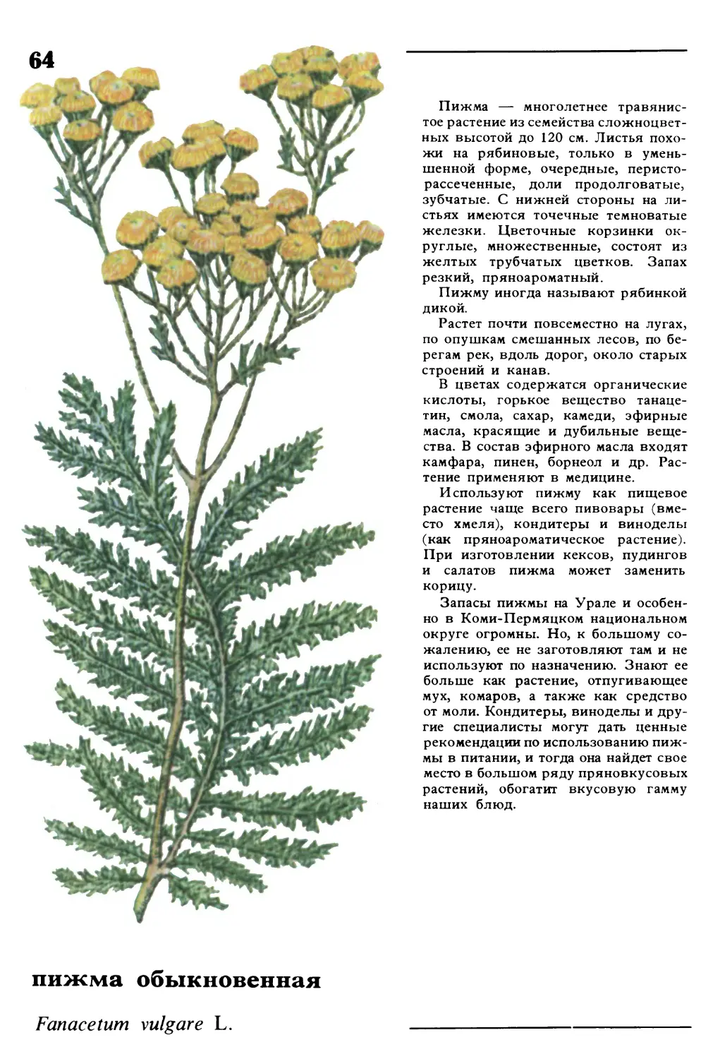 Пижма
пижма обыкновенная
Fanacetum vulgare L.