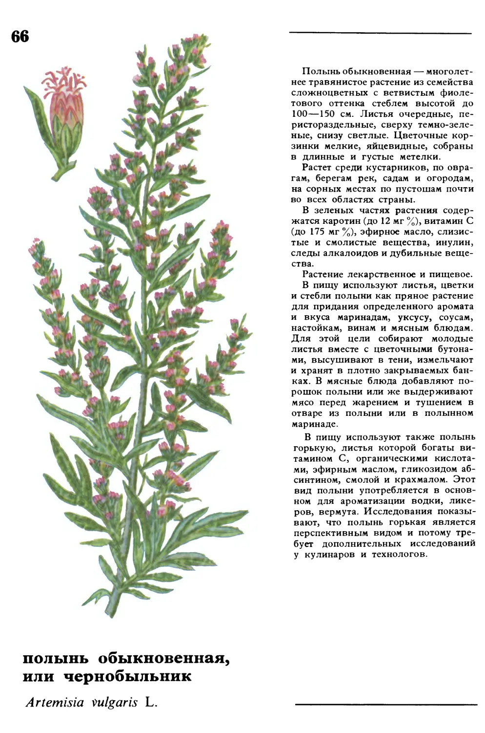 Полынь
полынь обыкновенная, или чернобыльник
Artemisia vulgaris L.