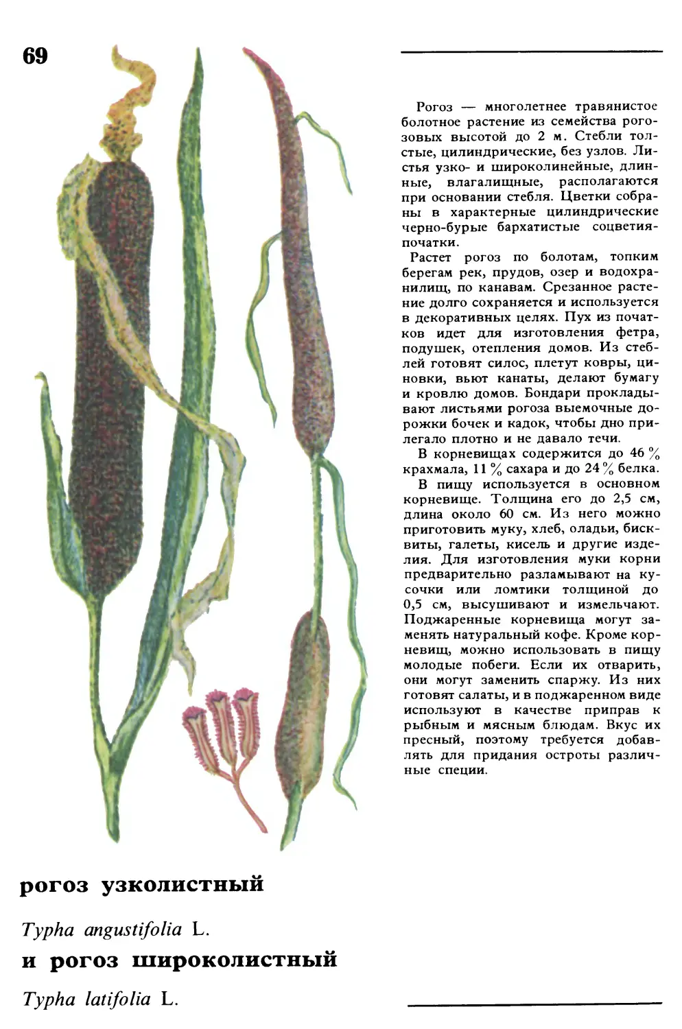 Рогоз
рогоз узколистный и рогоз широколистный
Typha angustifolia L.
Typha latifolia L.