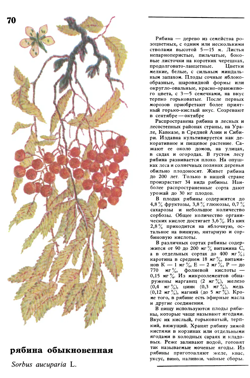Рябина
рябина обыкновенная
Sorbus aucuparia L.