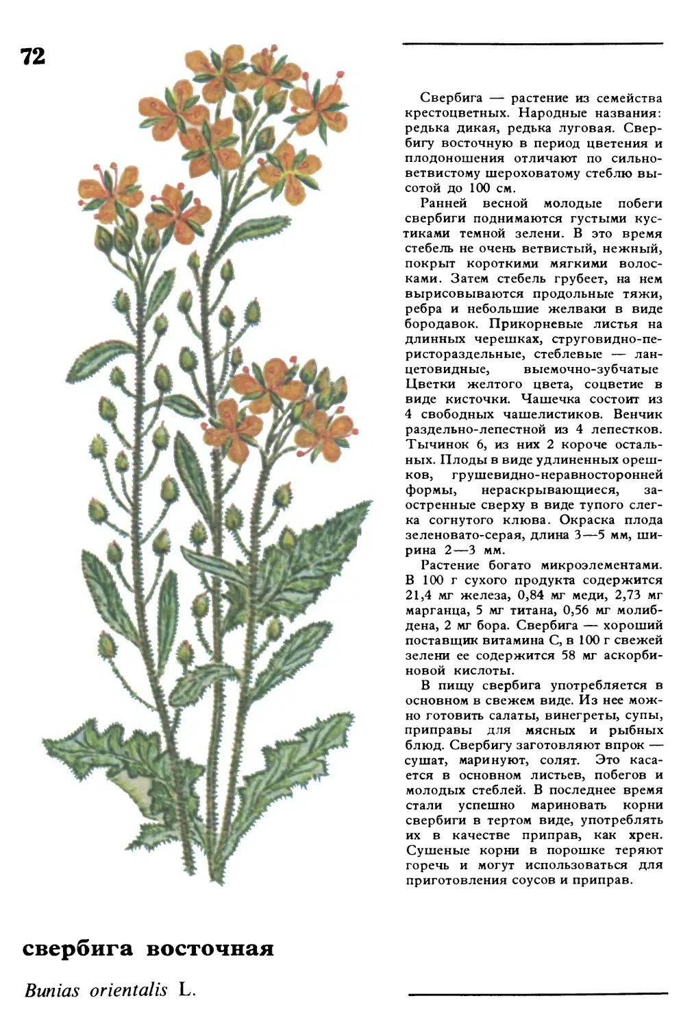 Свербига
свербига восточная
Bunias orientalis L.