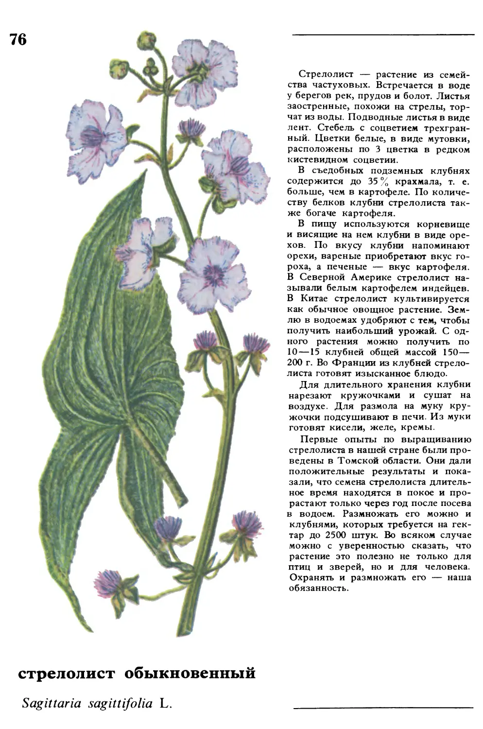 Стрелолист
стрелолист обыкновенный
Sagittaria sagittifolia L.