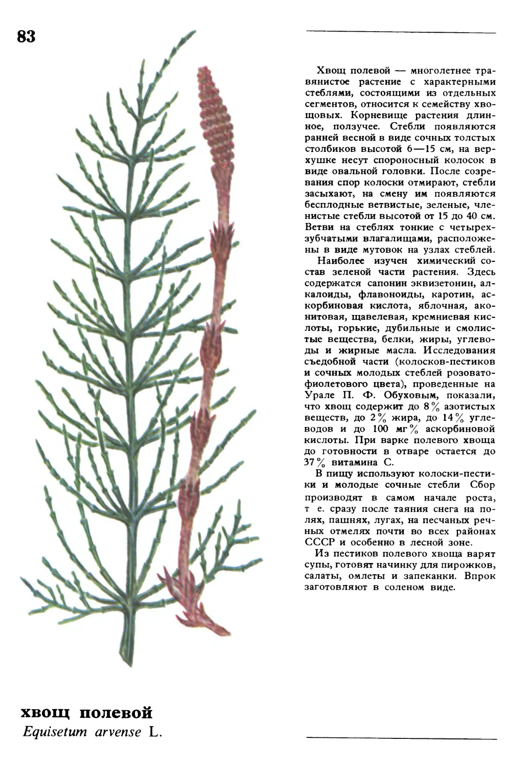 Хвощ полевой
хвощ полевой
Equisetum arvense L.