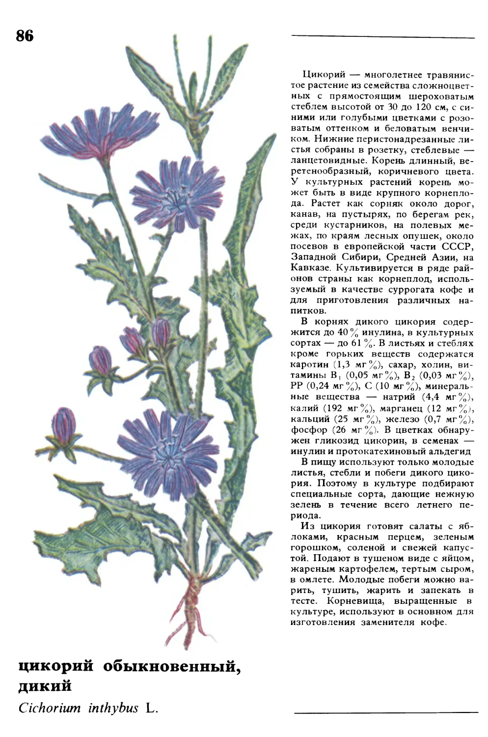 Цикорий
цикорий обыкновенный, дикий
Cichorium inthybus L.