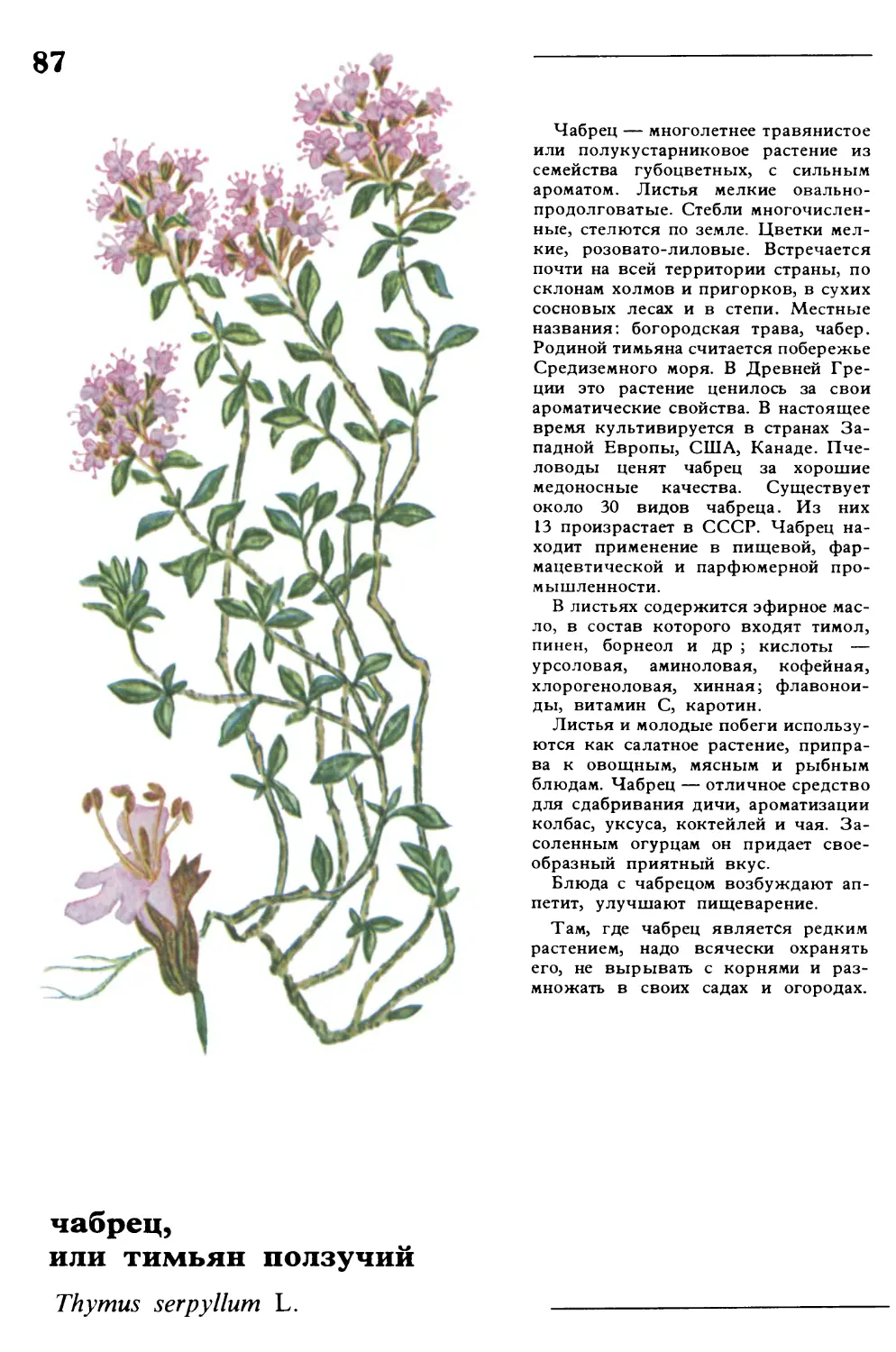 Чабрец
чабрец, или тимьян ползучий
Thymus serpyllum L.