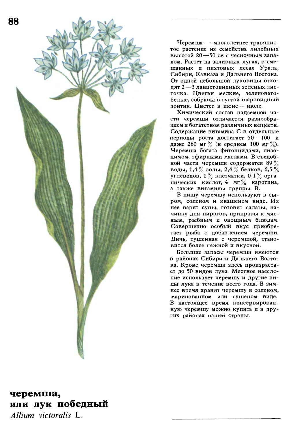 Черемша
черемша, или лук победный
Allium victoralis L.