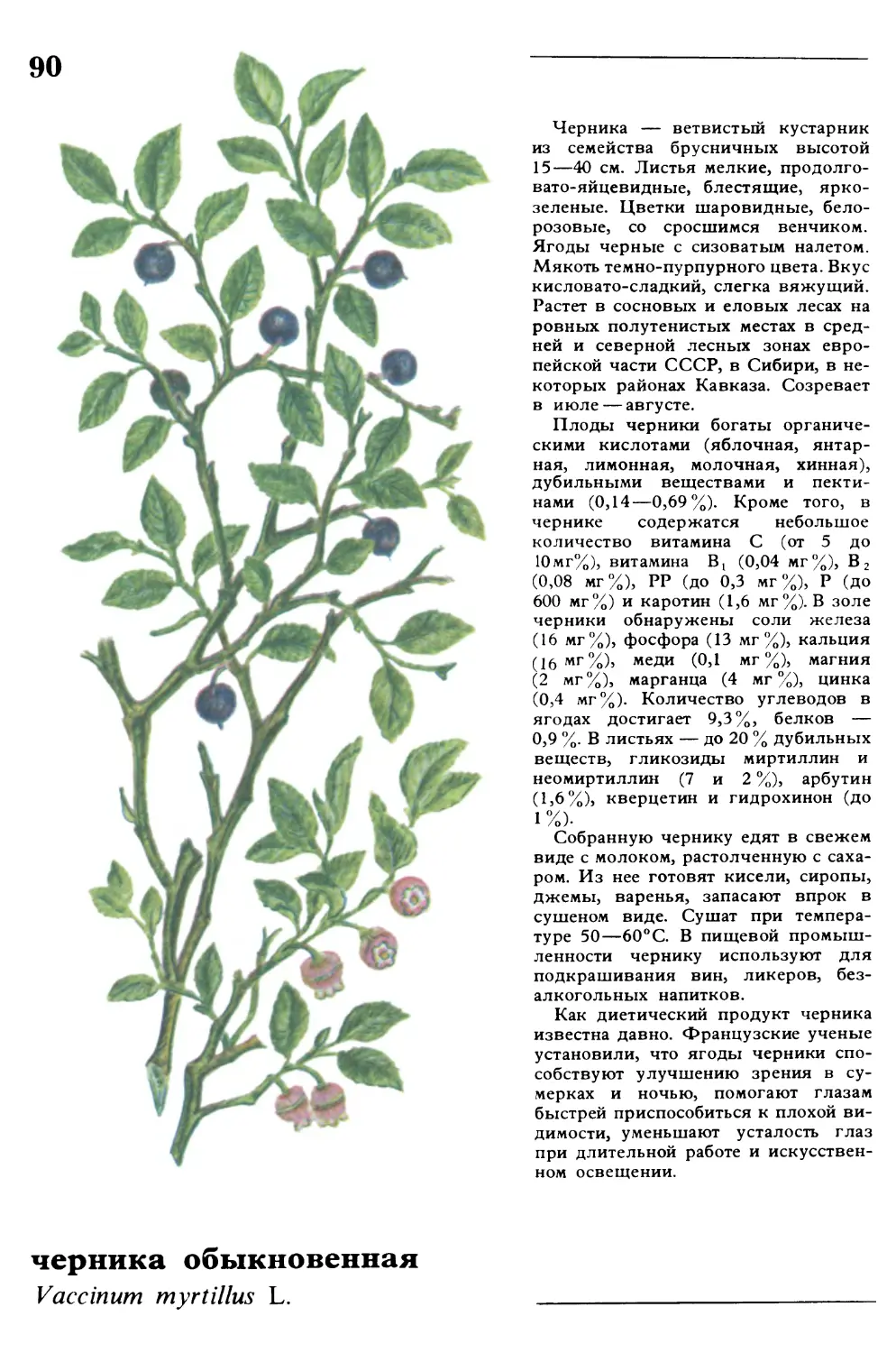 Черника
черника обыкновенная
Vaccinum myrtillus L.
