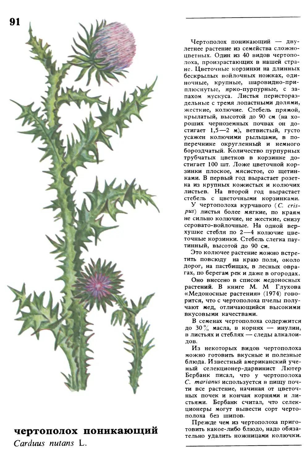 Чертополох
чертополох поникающий
Carduus nutans L.