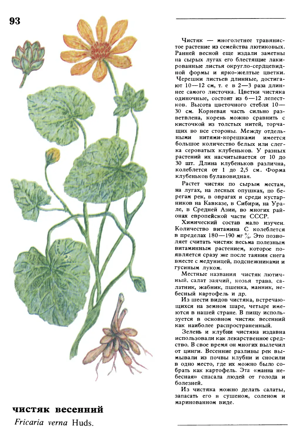 Чистяк
чистяк весенний
Fricaria verna Huds.
