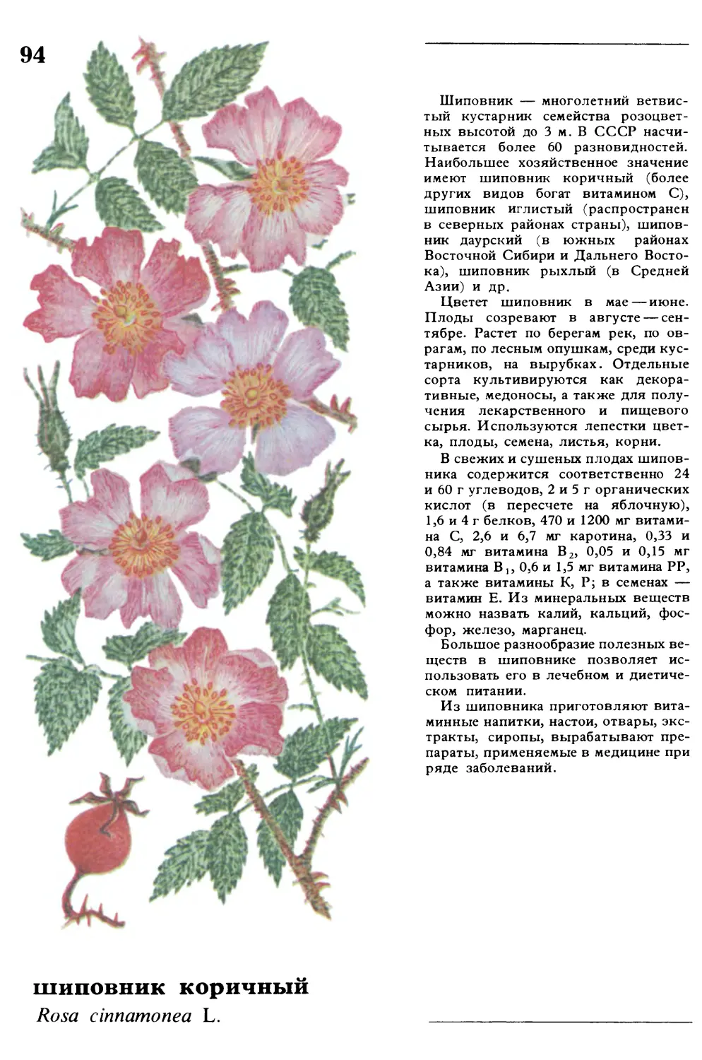 Шиповник
шиповник коричный
Rosa cinnamonea L.
