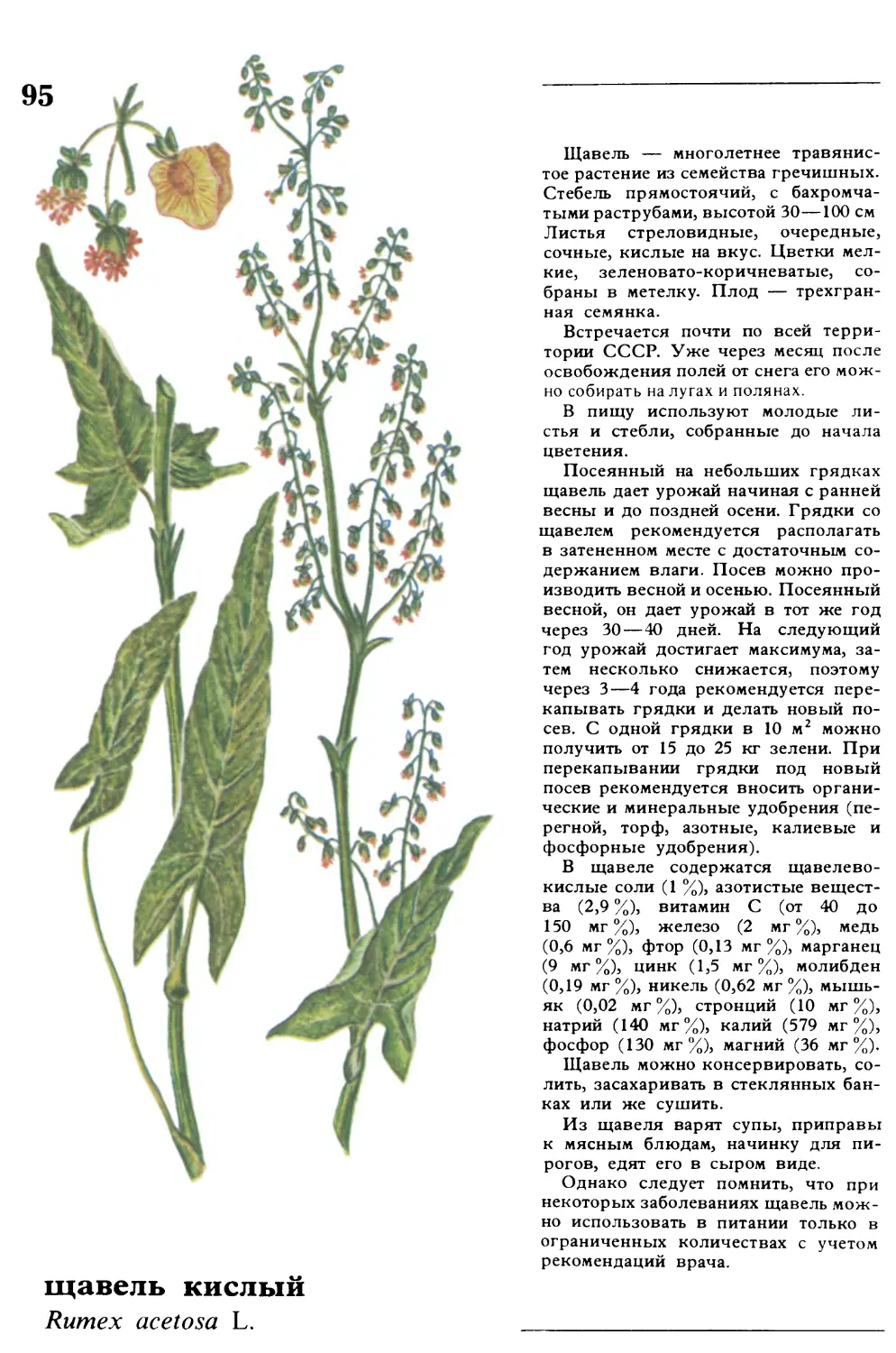 Щавель
щавель кислый
Rumex acetosa L.