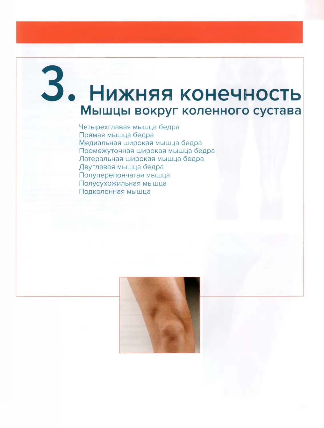 3.2. Мышцы вокруг коленного сустава
