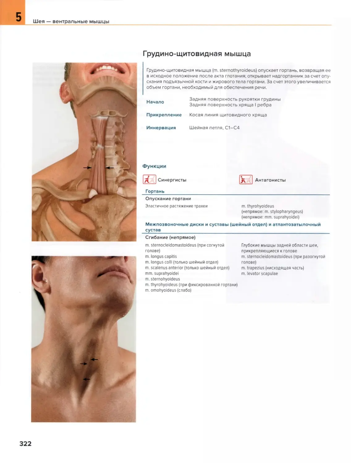 Грудино-щитовидная мышца