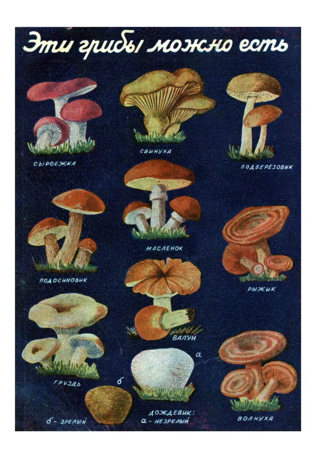 Эти грибы можно есть