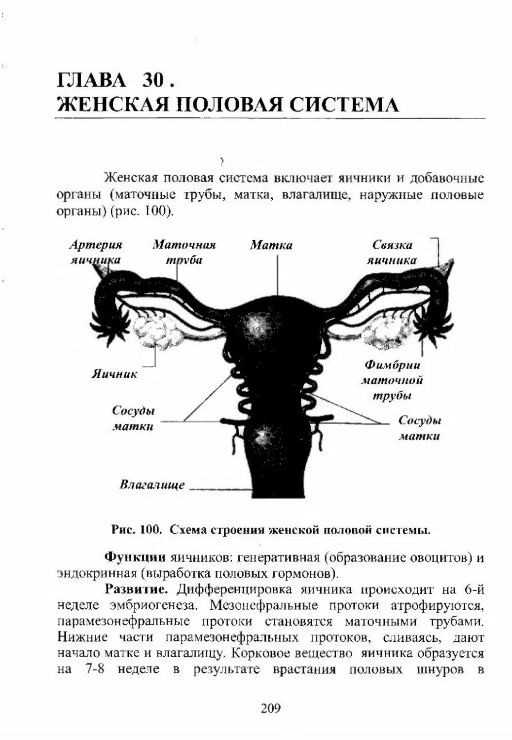 Схема половой орган женщины