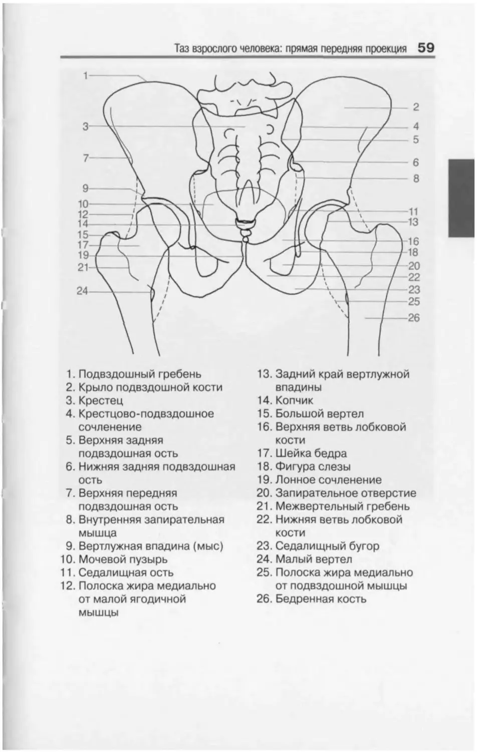 Подвздошные крылья. Кости таза рентгеноанатомия. Анатомия костей таза. Рентген анатомия подвздошных костей. Кости таза РАН генанатомтя.