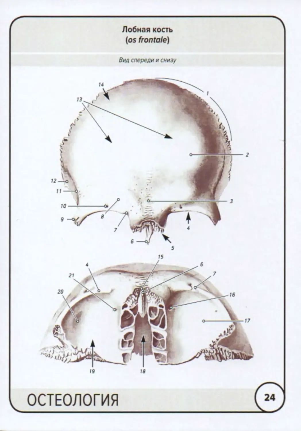 Лабиринт лобной кости. Лобная кость. Лобная кость анатомия человека. Лобная кость Остеология. Наружная пластинка лобной кости.