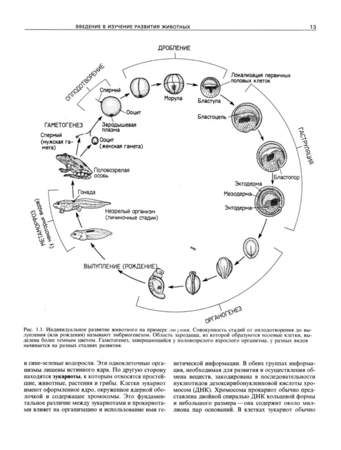 Цикл онтогенез. Этапы эмбрионального развития лягушки. Этапы эмбрионального развития земноводных. Стадии развития эмбриона лягушки. Схема эмбрионального развития лягушки.