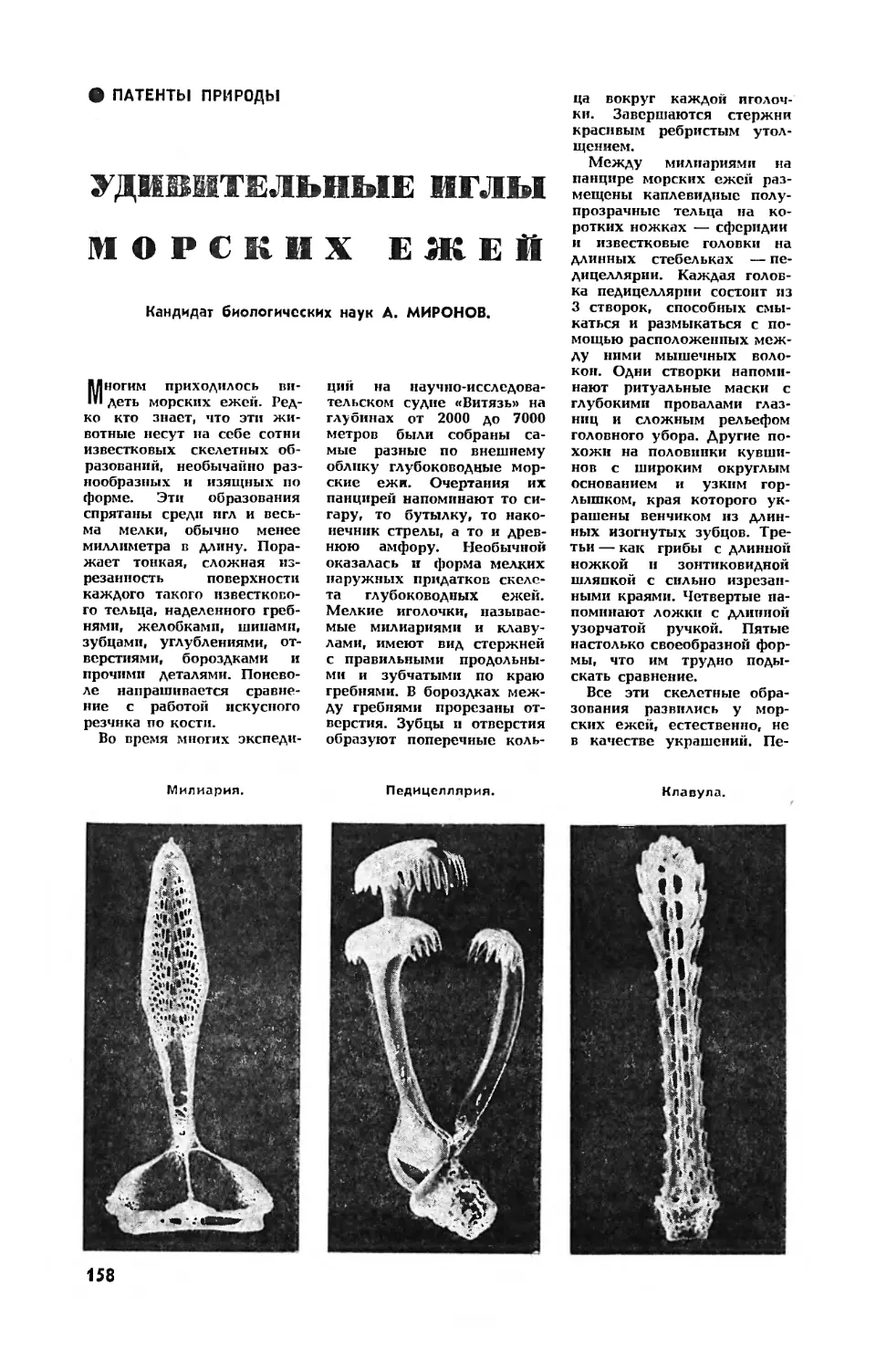 А. МИРОНОВ, канд. биол. наук — Удивительные иглы морских ежей