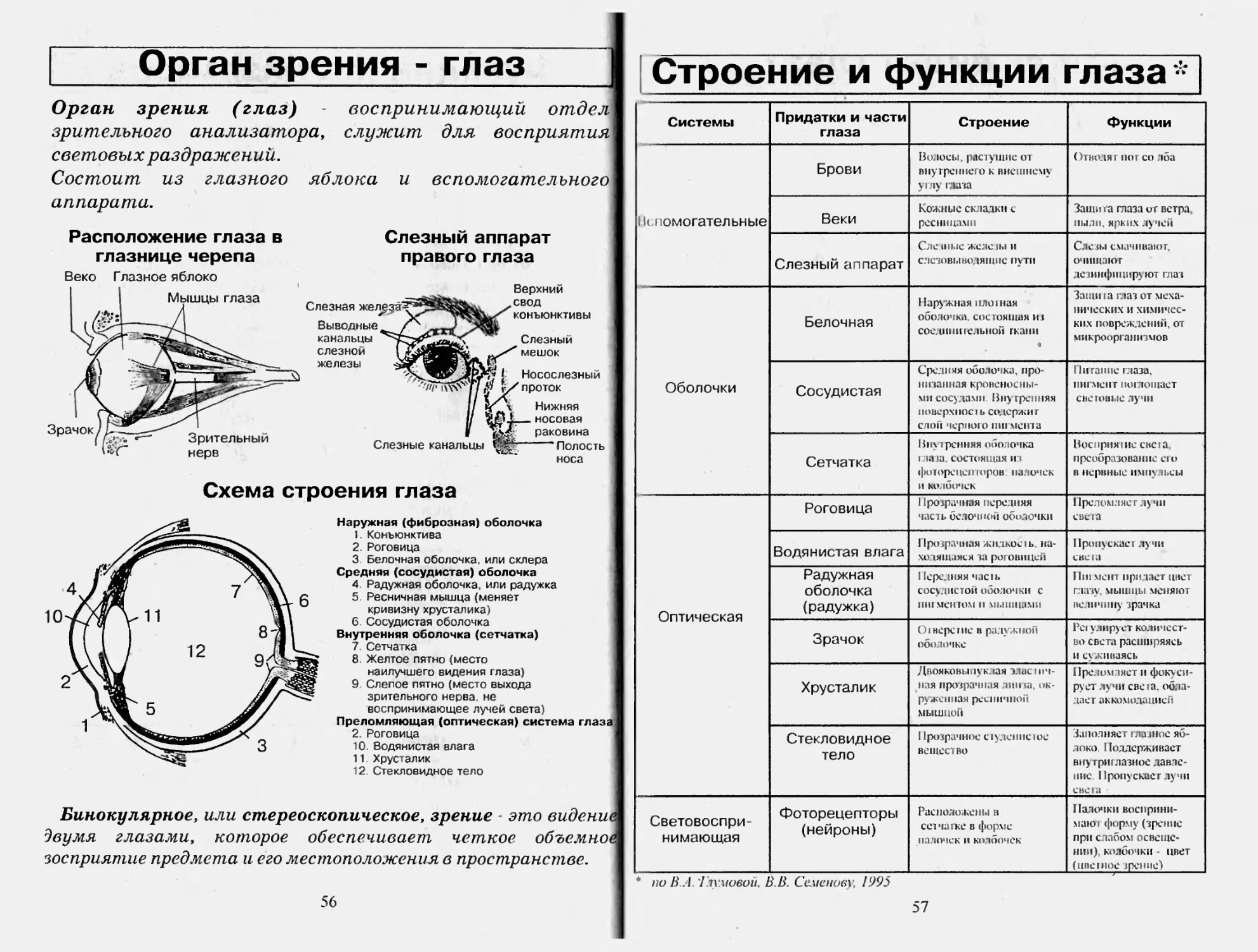 Орган зрения и зрительный анализатор таблица