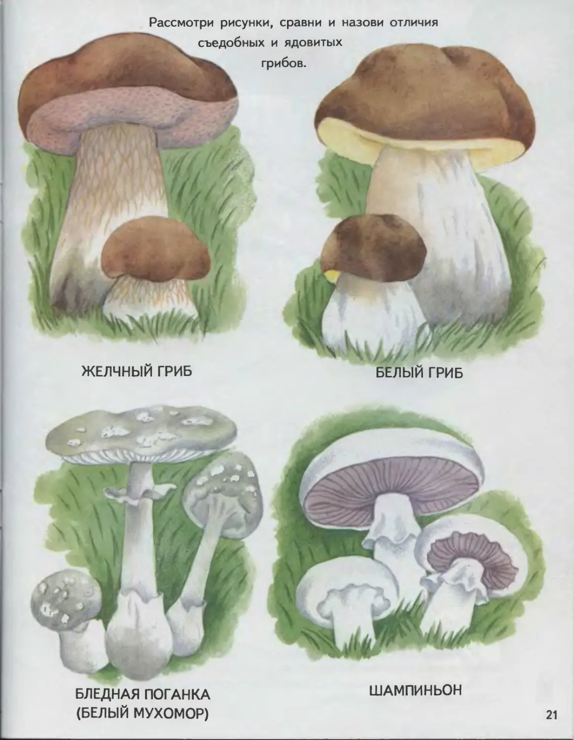 Желчный гриб и белый гриб отличие