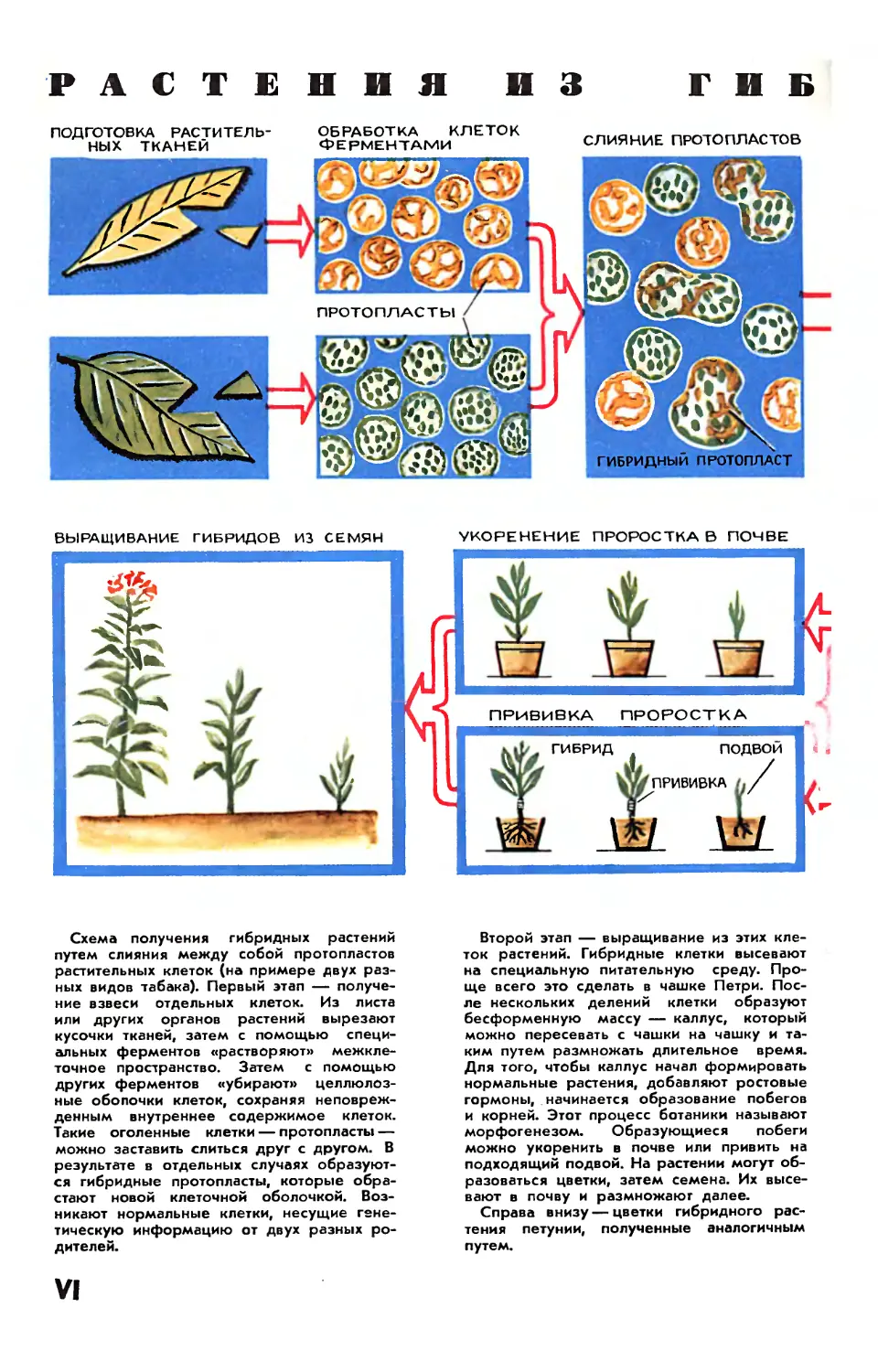 Рис. Ю. Чеснокова — Растения из гибридных клеток.