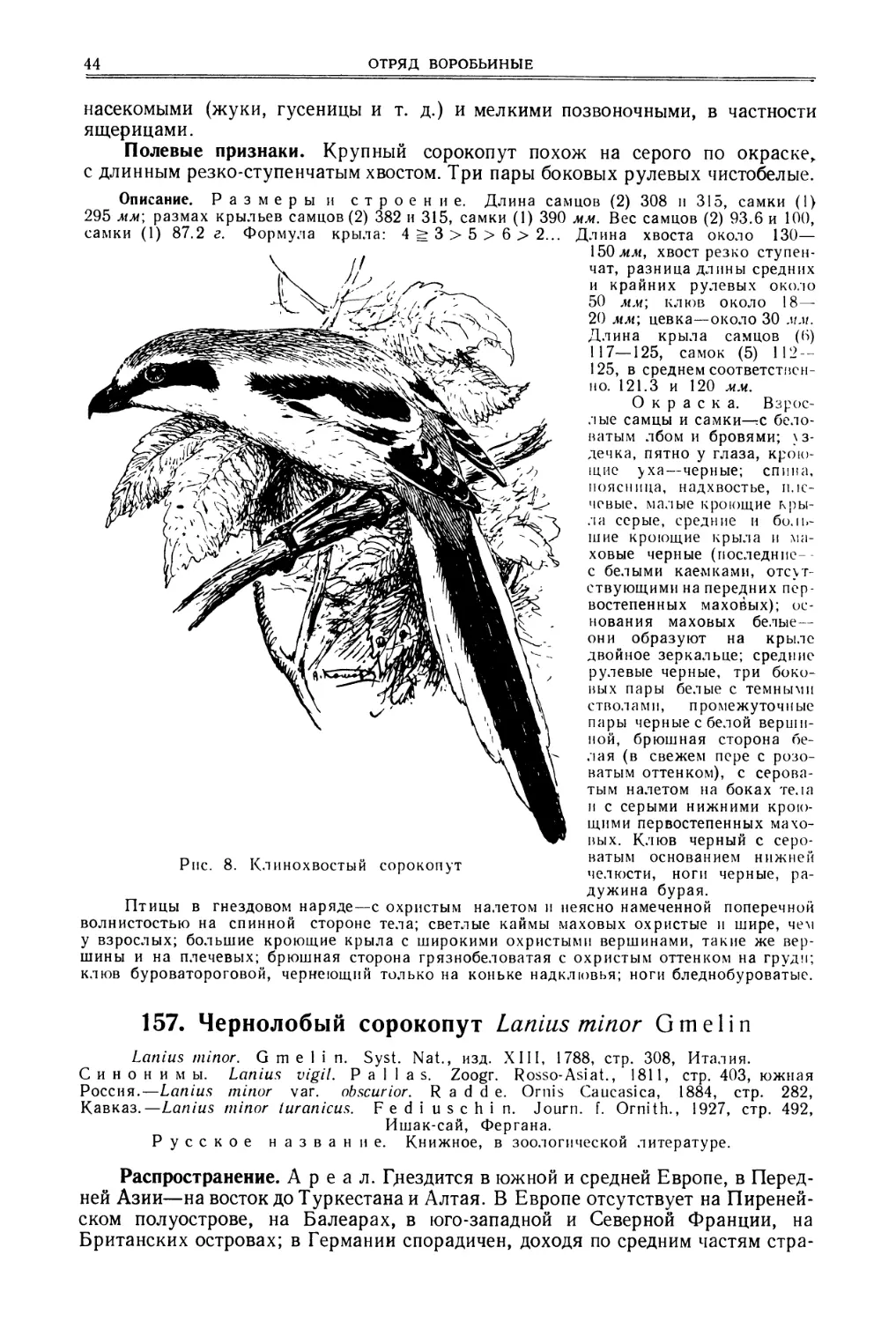 157. Чернолобый сорокопут