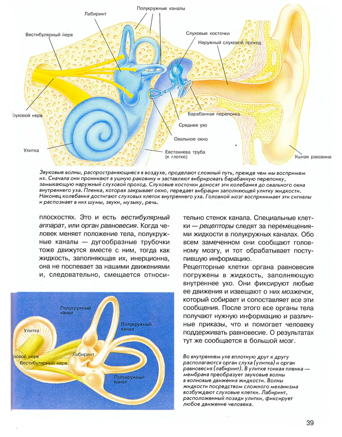 Внутреннее ухо является. Вестибулярный аппарат внутреннего уха. Полукружные каналы внутреннего уха. Внутреннее ухо вестибулярный аппарат. Строение полукружных каналов внутреннего уха.