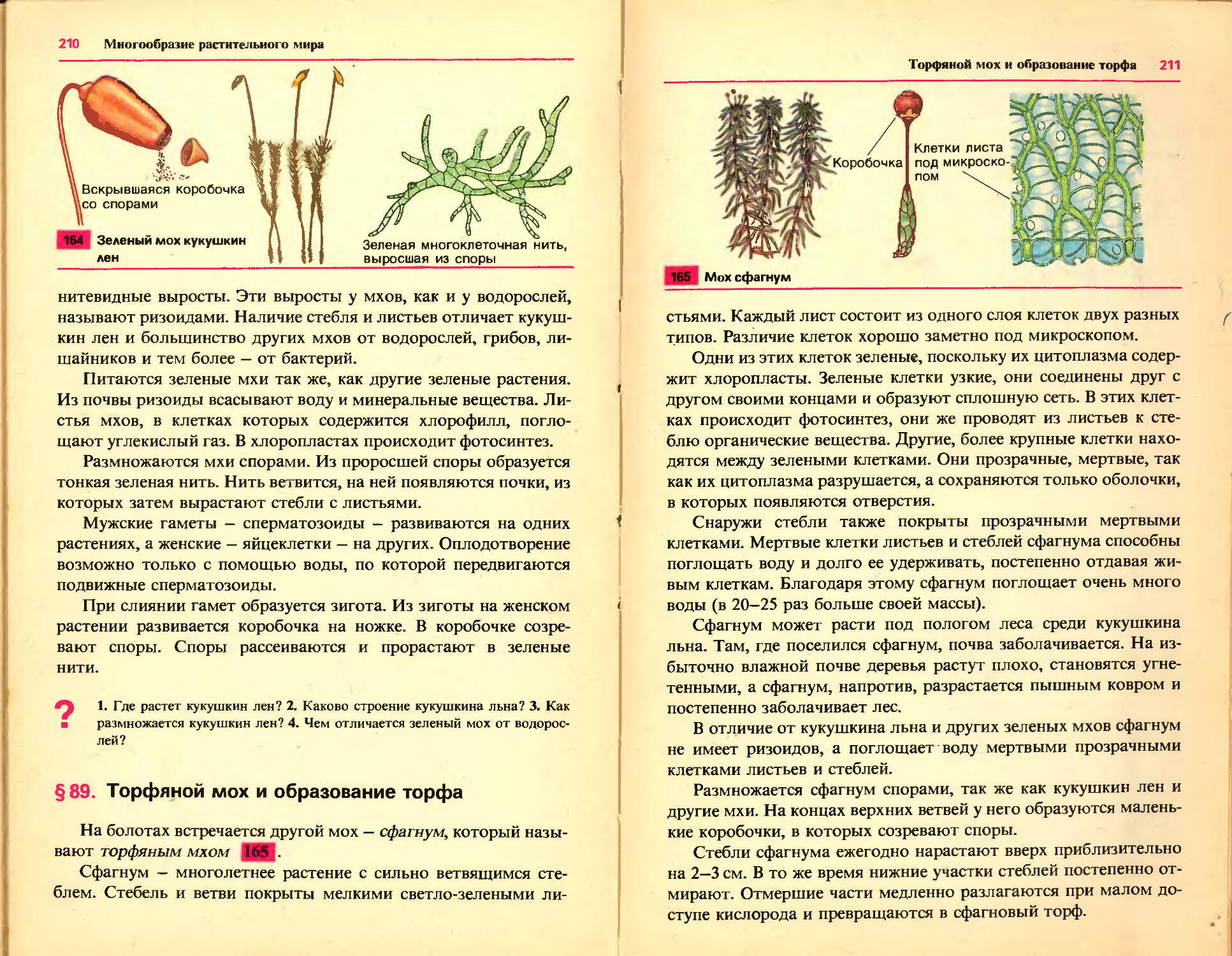 Сфагнум таблица. Сравнительная характеристика мох Кукушкин лен и мох сфагнум. Кукушкин лен и сфагнум сравнение таблица 6 класс. Сфагнум, в отличие от кукушкиного льна:. Сравнить строение Кукушкина льна и сфагнума.