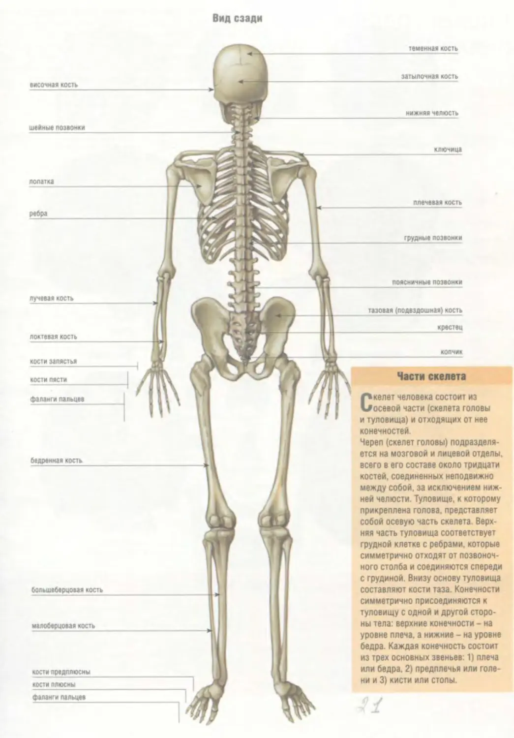Деление скелета на отделы. Сравнительная анатомия человека. Обложка для ВК анатомия. Магистр зоологии и сравнительной анатомии. Пернпкоф анатом.